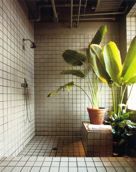 bathroom-plants.jpg